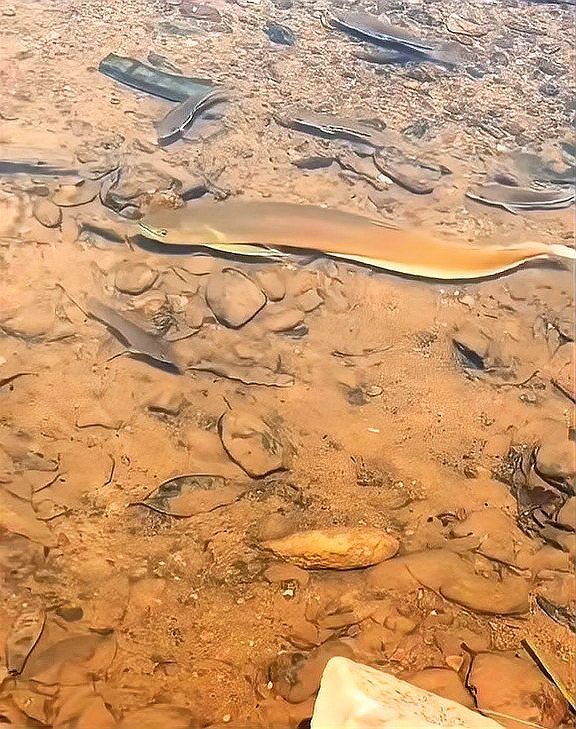 印尼野生龍魚圖片高清