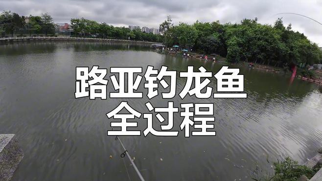 印尼野生龍魚圖片高清