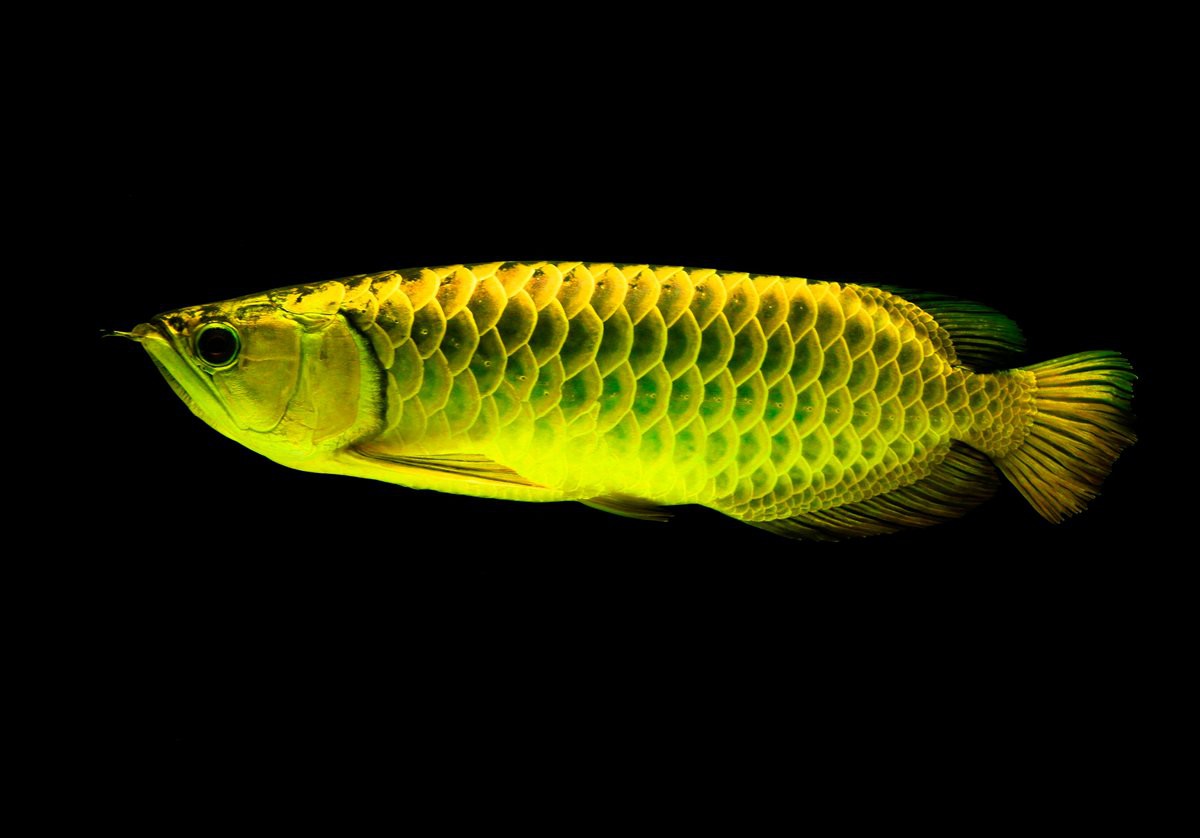 印尼野生龍魚圖片高清
