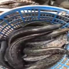 烏魚和龍魚哪個貴一點呢