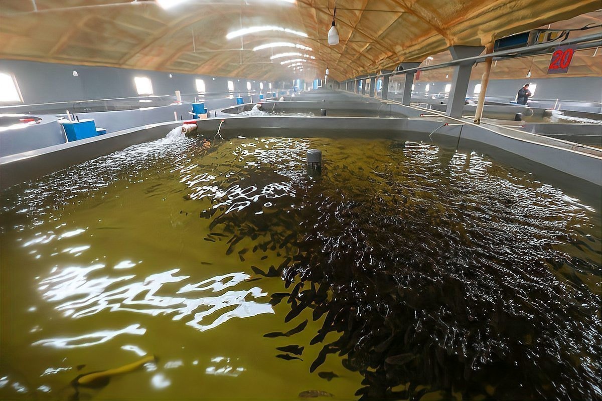 銀龍魚顏色變青了