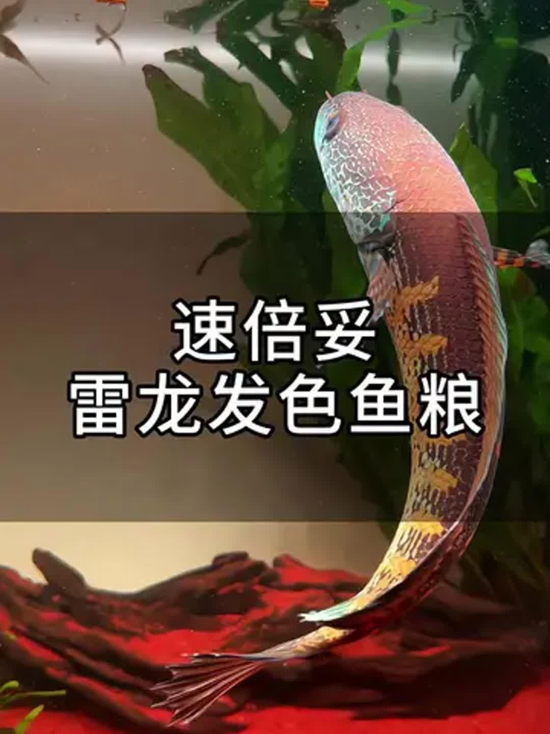 雷龍魚喂什么食物最好？
