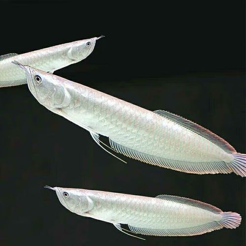 養銀龍魚缸尺寸圖