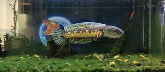 雷龍魚冬季養(yǎng)護要點：養(yǎng)殖雷龍魚的注意事項