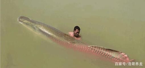 龍魚 巨骨舌魚（如何區(qū)分龍魚與巨骨舌魚？）