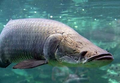 龍魚 巨骨舌魚（如何區(qū)分龍魚與巨骨舌魚？）