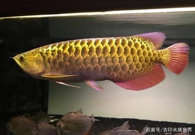 龍魚可以吃蜈蚣嗎：龍魚可以吃蜈蚣嗎龍魚可以吃蜈蚣嗎，龍魚可以吃蜈蚣嗎