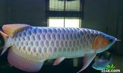 龍魚可以吃蜈蚣嗎：龍魚可以吃蜈蚣嗎龍魚可以吃蜈蚣嗎，龍魚可以吃蜈蚣嗎