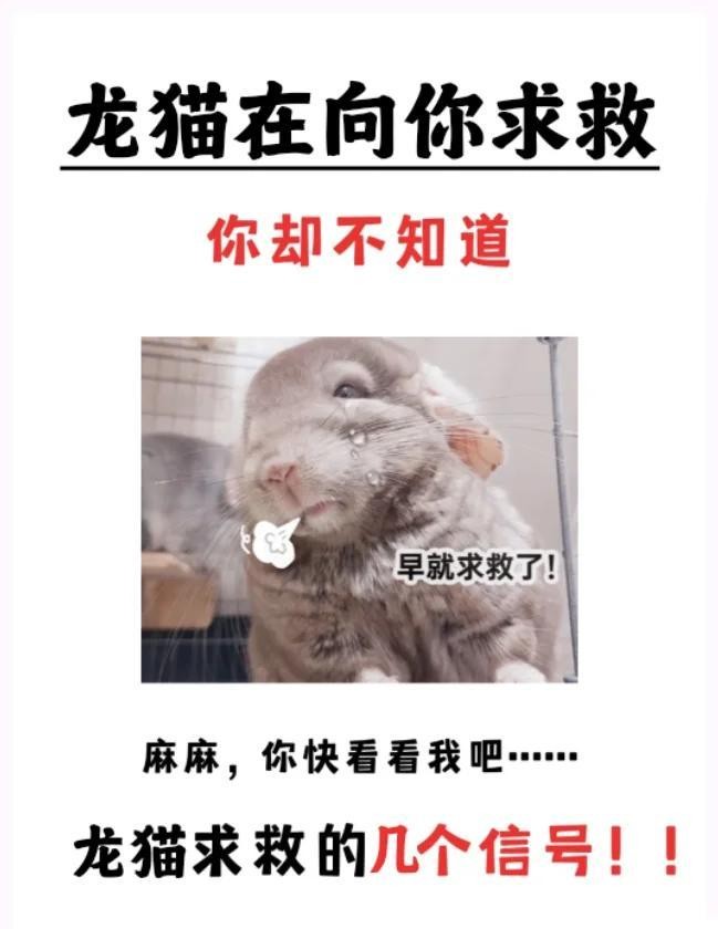 龍貓被貓嚇到會(huì)自愈嗎？