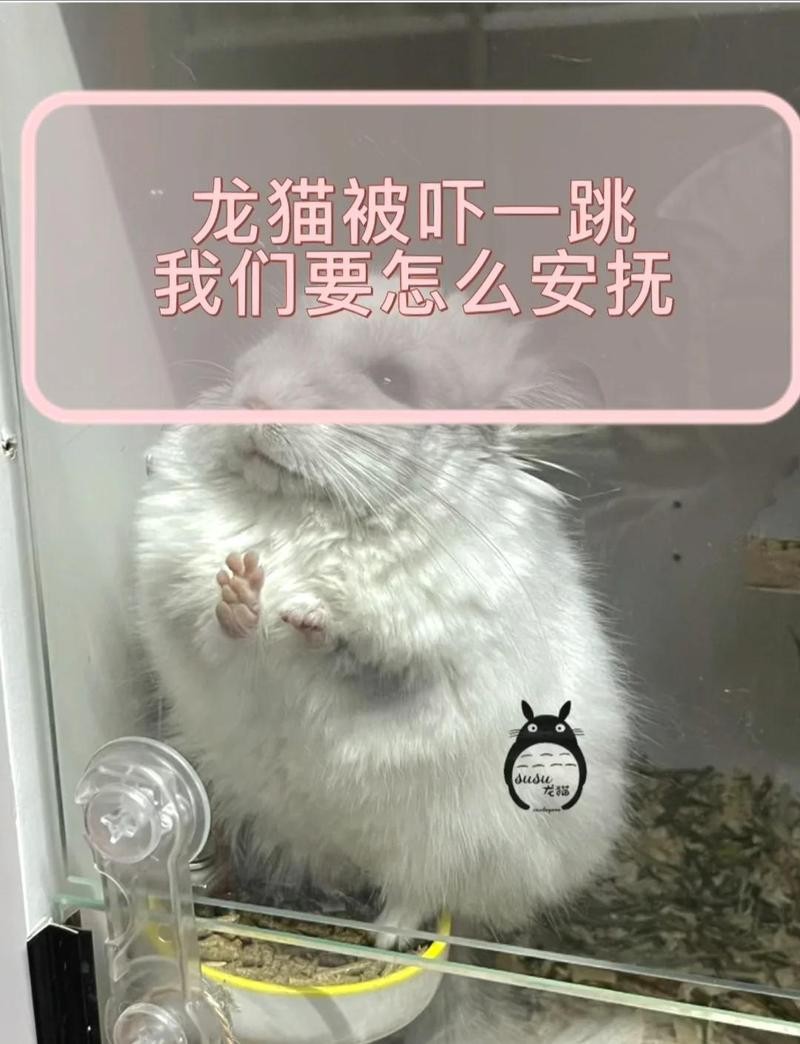 龍貓被貓嚇到會(huì)自愈嗎？