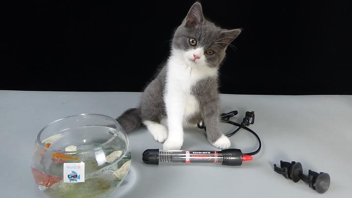 養銀龍魚加熱棒調多少度