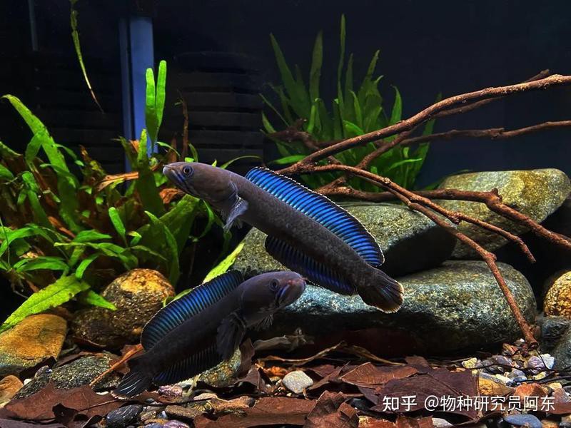 如何清洗和準備喂給雷龍魚的蔬菜？