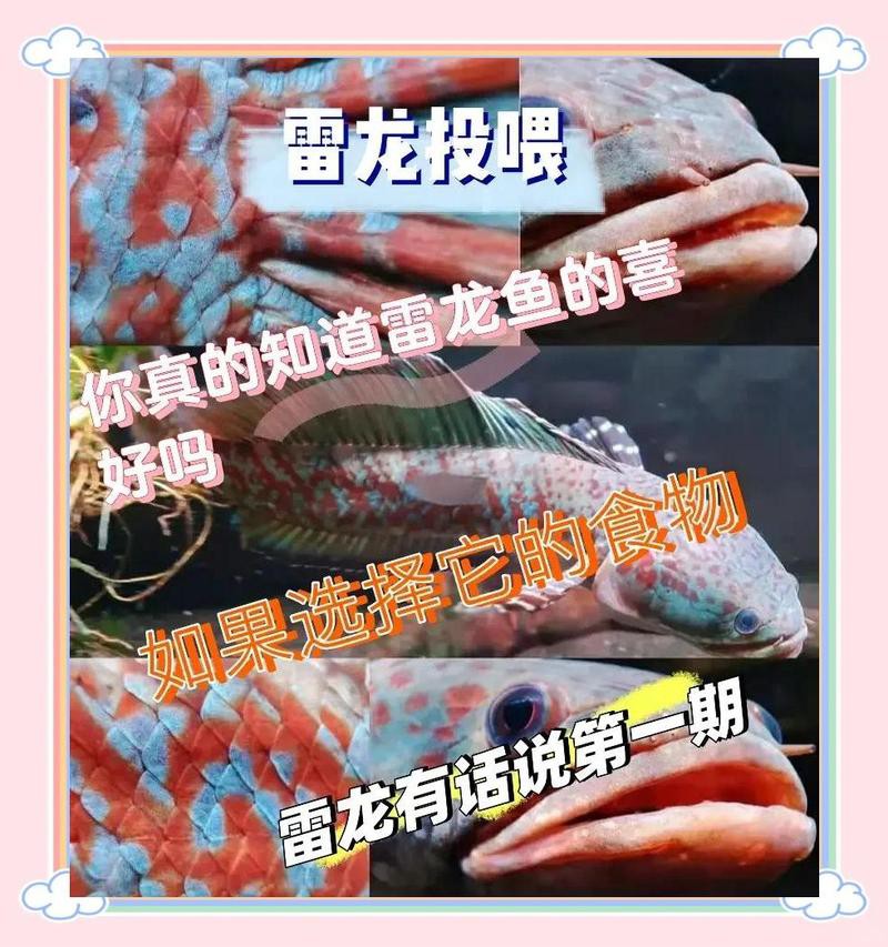 如何清洗和準備喂給雷龍魚的蔬菜？