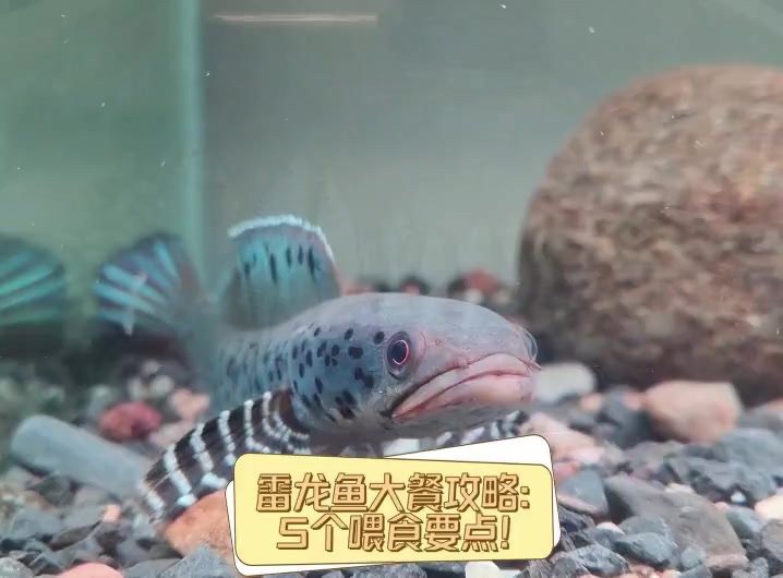 如何清洗和準備喂給雷龍魚的蔬菜？