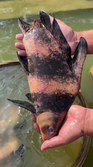胭脂魚能和龍魚混養嗎圖片欣賞大全