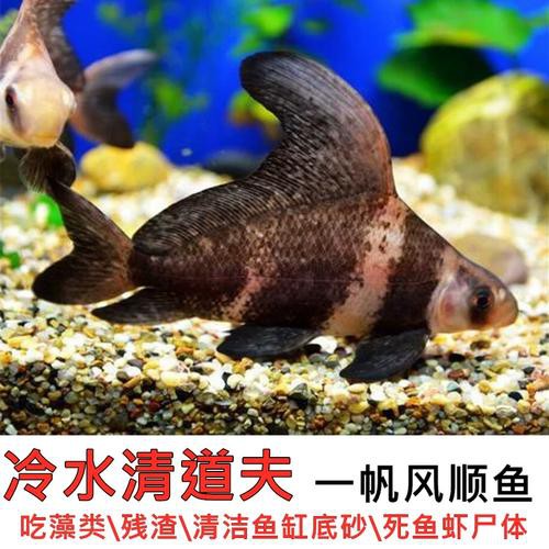 胭脂魚能和龍魚混養嗎圖片欣賞大全