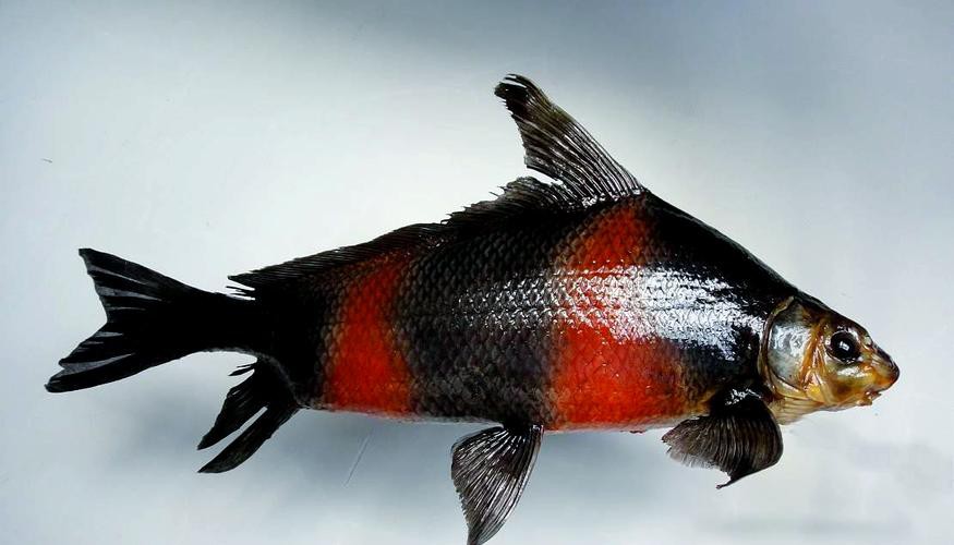 胭脂魚能和龍魚混養嗎圖片欣賞大全