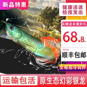 幻彩銀龍魚是什么（幻彩銀龍魚和銀龍有什么區別？）