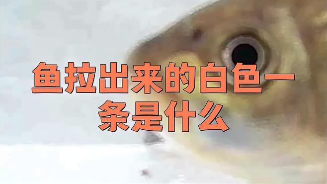 龍魚拉白色透明長(zhǎng)條粑粑怎么回事