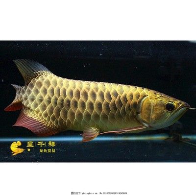 金龍魚30公分沒珠鱗是怎么回事？：30公分的金龍魚珠鱗未亮可能是珠鱗未亮的原因