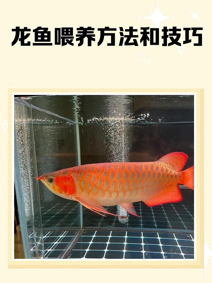 龍魚吃魚肉嗎