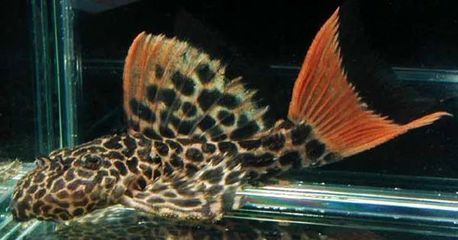 80厘米魚缸能養龍魚嗎：80厘米長的魚缸可以養龍魚嗎？