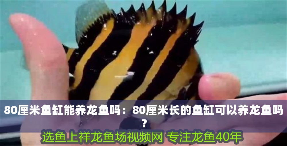 80厘米魚缸能養龍魚嗎：80厘米長的魚缸可以養龍魚嗎？