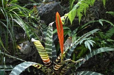 虎斑菠蘿和龍魚混養好嗎：虎斑菠蘿魚和龍魚可以混養嗎虎斑菠蘿魚和龍魚可以混養嗎