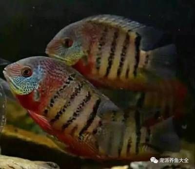 虎斑菠蘿和龍魚混養好嗎：虎斑菠蘿魚和龍魚可以混養嗎虎斑菠蘿魚和龍魚可以混養嗎
