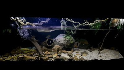 養龍魚上濾魚缸怎么樣放水