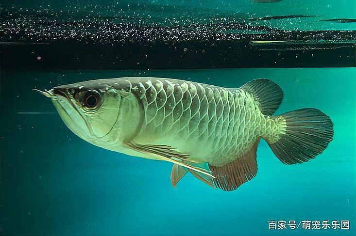 養龍魚上濾魚缸怎么樣放水