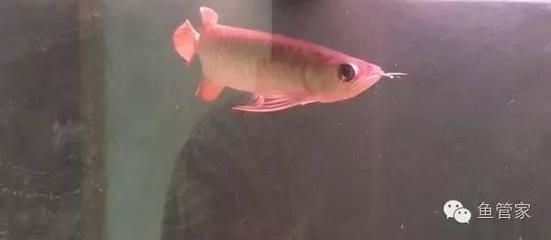 龍魚撞缸不吃食會死嗎為什么：龍魚撞缸不吃食會導(dǎo)致死亡嗎為什么龍魚撞缸不吃食會死嗎