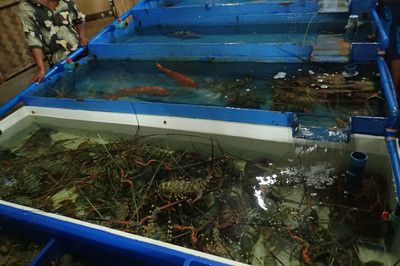 藍(lán)龍魚好不好養(yǎng)殖，關(guān)于藍(lán)龍魚養(yǎng)殖的一些詳細(xì)信息