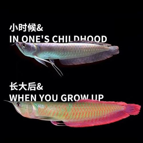 白銀龍魚價(jià)格行情走勢(shì)圖片