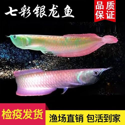 白銀龍魚價(jià)格行情走勢(shì)圖片