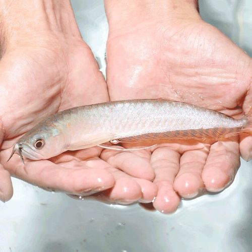 白銀龍魚價(jià)格行情走勢(shì)圖片