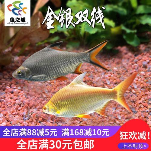 白銀龍魚價(jià)格行情走勢(shì)圖片