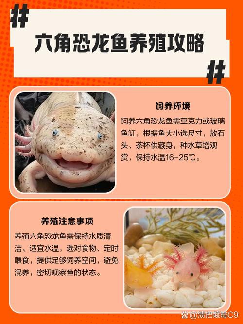 六角恐龍魚最大圖片