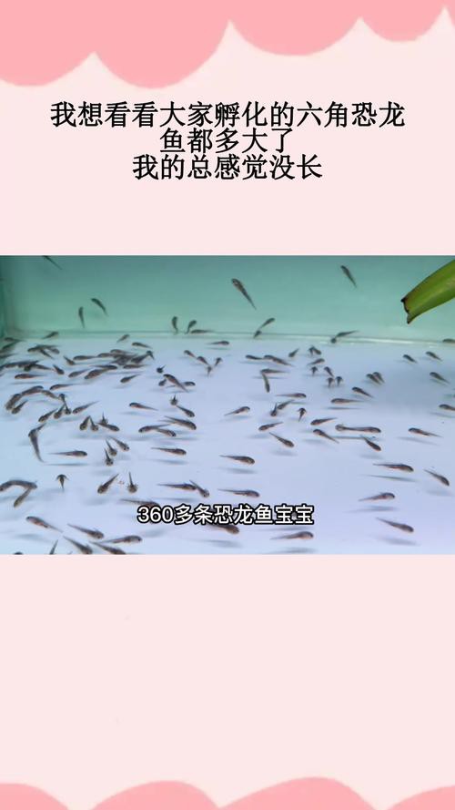 六角恐龍魚最大圖片