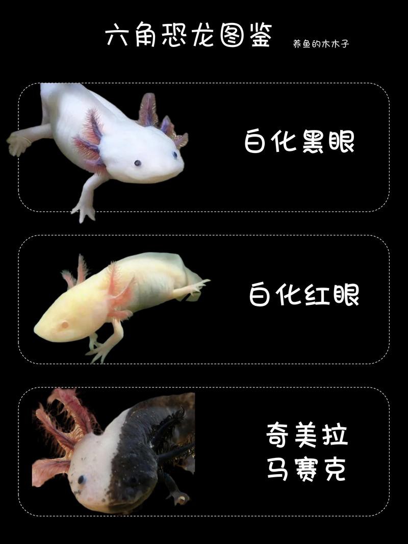 六角恐龍魚最大圖片