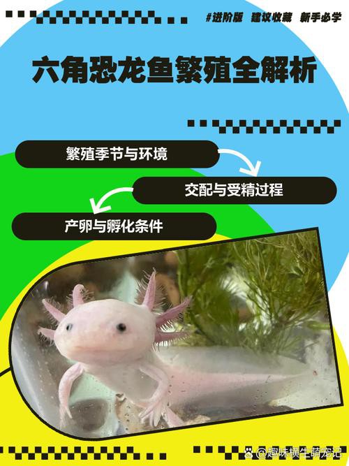 六角恐龍魚最大圖片