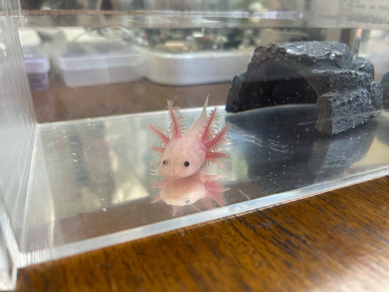 六角恐龍魚最大圖片