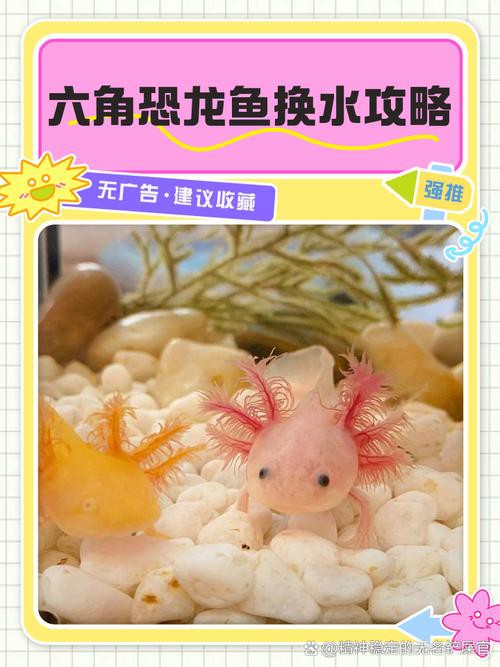 六角恐龍魚最大圖片