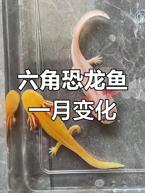六角恐龍魚最大圖片