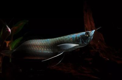 龍魚掉眼原因分析怎么寫好一點呢：龍魚掉眼怎么辦