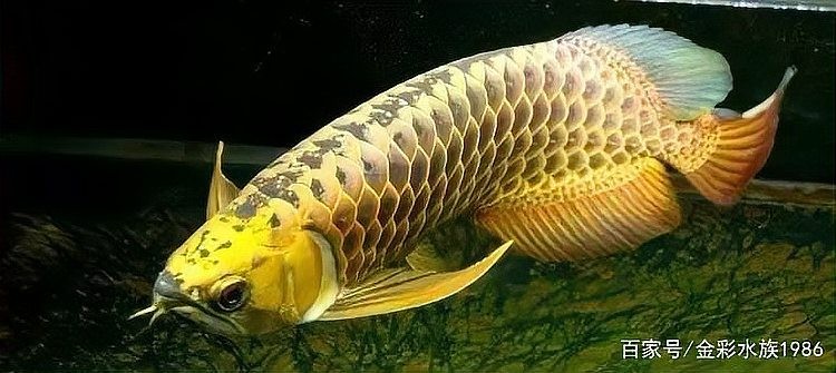 銀龍魚怎么繁殖技術(shù)