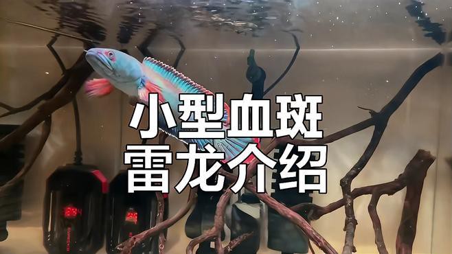 血斑一型雷龍魚水溫