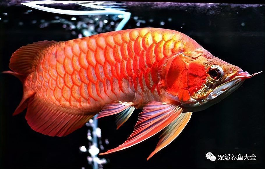 孔雀龍魚種類及圖片介紹大全視頻