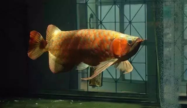 龍魚的霸氣說說短句（關于龍魚的霸氣說說短句）