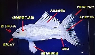 蝴蝶鯉可以跟龍魚混養嗎